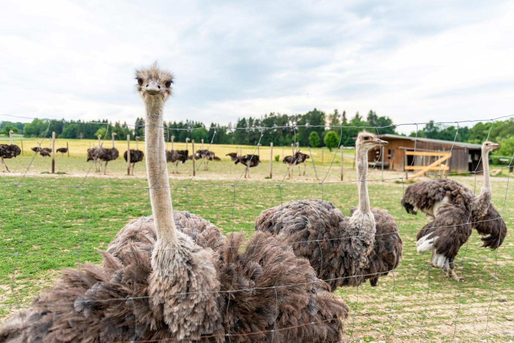 Beutenmuehle Straussenfarm Dach Owingen Экстерьер фото