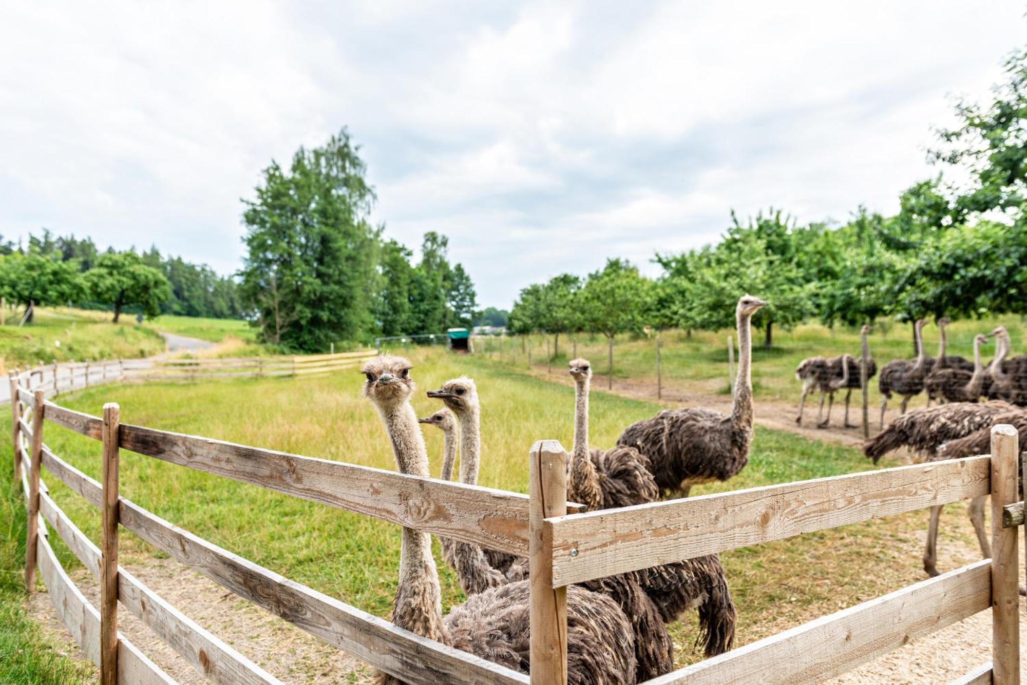 Beutenmuehle Straussenfarm Dach Owingen Экстерьер фото